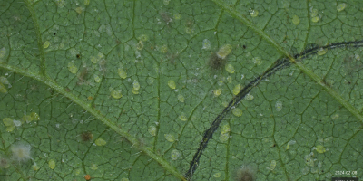 "Mosca-branca é problema para tudo o que se planta depois da soja", afirma especiaista