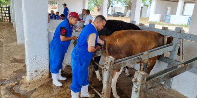 Inseminação artificial ganha espaço nas fazendas e fortalece a competitividade da pecuária brasileira