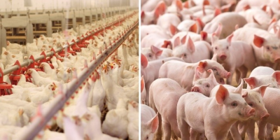 Custos de produção de suínos recuam pelo terceiro mês; frango permanece estável em março