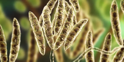 Especialista apresenta os impactos das micotoxinas à saúde intestinal das aves durante 26º SBSA