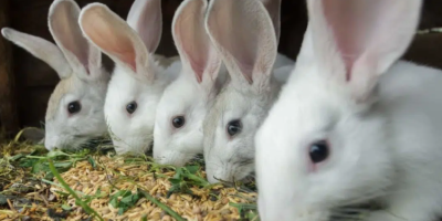 Paraná tem 3º maior rebanho de coelhos do País