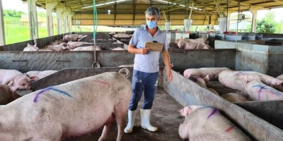 Plantel de matrizes suínas cresce no Rio Grande do Sul e chega a mais de 400 mil animais