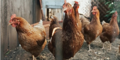 África do Sul entra em período crítico enquanto Nigéria concentra novos surtos de Influenza aviária no continente