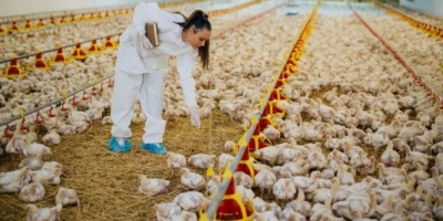 Avanço da doença de Newcastle na Europa eleva alerta sanitário na avicultura