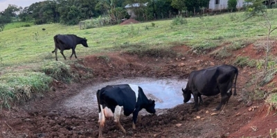 Estiagem avança no paraná, afeta produção leiteira e leva municípios a decretarem emergência