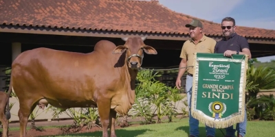 Vaca cearense é a grande campeã nacional da raça Sindi