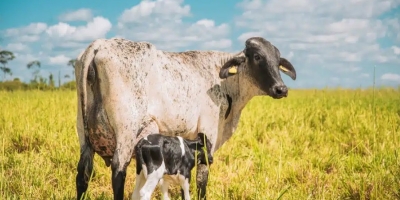 Pecuária leiteira capixaba ganha ferramenta inédita de sustentabilidade