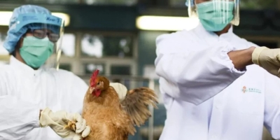 Influenza Aviária avança em Indiana e amplia perdas na avicultura dos EUA