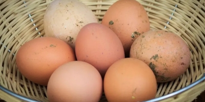 Aumento de ovos com poeira acende alerta na avicultura do Reino Unido