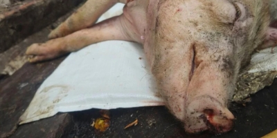 Taiwan recupera status livre de Peste Suína Africana em tempo recorde