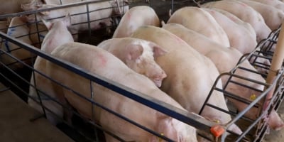 Suinocultura no Sul: plantel de matrizes cresce no Rio Grande do Sul e indica retomada do setor