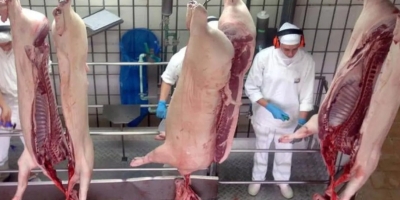 Grande Oeste de SC concentra 70% do abate de suínos e lidera produção estadual