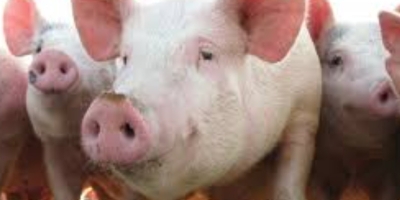 Setor suíno britânico lança roteiro ambiental com metas para os próximos cinco anos