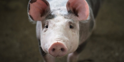 Sanidade animal: abates em massa na Sibéria levantam alerta para febre aftosa