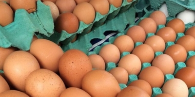 Importações de ovos pressionam mercado e acendem alerta no Reino Unido