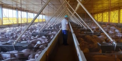 Cidasc acompanha ações para biosseguridade em granjas de suínos na região