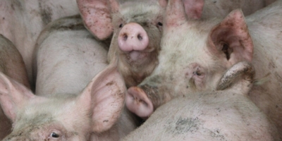 Importações pressionam preços e colocam suinocultura da Romênia em risco