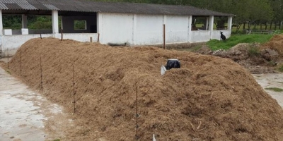 Compostagem de carcaças ganha força como solução prática e segura nas granjas brasileiras