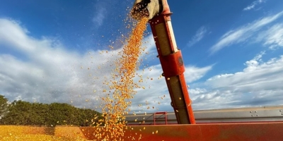 Disputa com etanol eleva preço do milho e pressiona custos da avicultura em Pernambuco