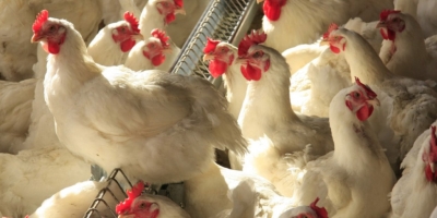 Europa registra avanço de casos da Doença de Newcastle em granjas comerciais