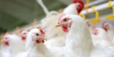 Avicultura dos EUA ganha eficiência, mas enfrenta pressão nas margens