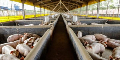 21,3 mil toneladas: exportações paranaenses de suínos têm melhor resultado para março