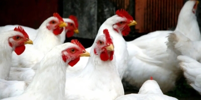 Campanha de biosseguridade amplia alcance no RS e reforça prevenção na avicultura