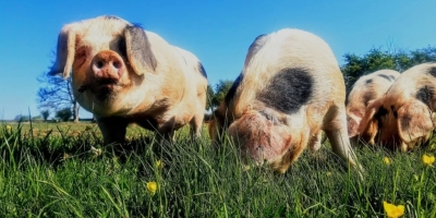 Suinocultura: raças nativas do Reino Unido seguem sob risco e acendem alerta para conservação genética