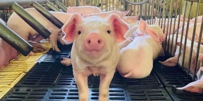 Uso de aditivos em suínos como aliado da rentabilidade