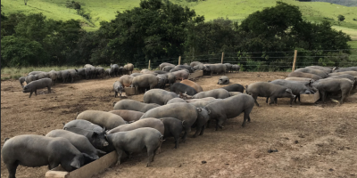 Raças nacionais de suínos ganham atenção como saída para segurança alimentar e produtos de valor agregado