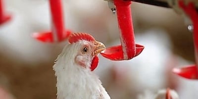Gestão da água ganha espaço estratégico na avicultura e reduz custos nas granjas