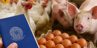 Emprego: Avicultura sustenta saldo positivo, enquanto suinocultura avança pouco em meio à queda do agro, aponta Caged