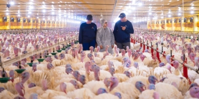 MBRF avança no BBFAW e está entre as 12 empresas mais bem avaliadas do mundo em bem-estar animal