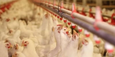 Colômbia avança em biossegurança e amplia competitividade na avicultura