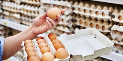 Mercado de ovos ganha valor agregado e abre novas oportunidades para o varejo alimentar