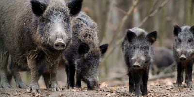 Prorrogação: Pesquisa sobre javalis no meio rural segue até 30 de junho