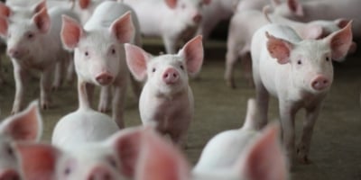 Hungria confirma primeiro caso de PSA em suínos domésticos