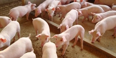 Gigante europeu aposta no Paraguai com aporte bilionário na suinocultura