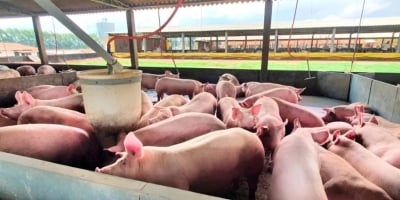 Suíno vivo segue pressionado no Brasil, enquanto APCS aponta estabilidade em SP