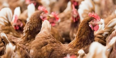 Excesso de oferta derruba preços do frango e leva governo da Indonésia a intervir no mercado