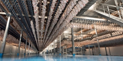 Como reduzir a presença de Campylobacter com intervenções em abatedouro de aves