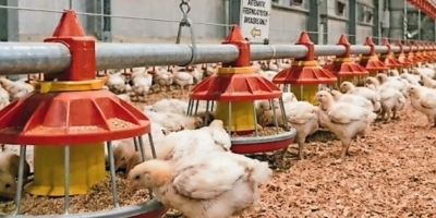 Demanda por ração para aves sustenta estabilidade do mercado europeu em 2026