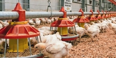 Exportações de frango do RS avançam em maio e reforçam retomada no mercado externo