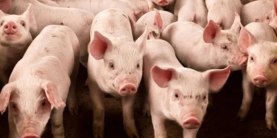 FACTA Conecta discute estratégias para enfrentar pressão sobre a rentabilidade da suinocultura