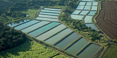 Piscicultura em viveiros escavados avança com tecnologia de manejo e fortalece produção familiar no Brasil