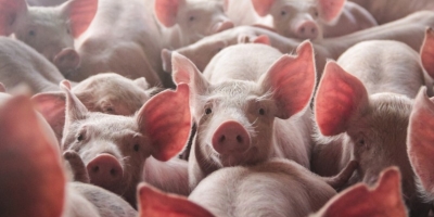 ABCS lança plataforma inédita de inteligência de mercado para a suinocultura brasileira