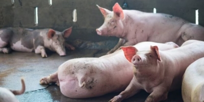 Frimesa adotará Cobre e Solta em novos projetos para matrizes suínas