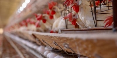 Nova Santa Rosa supera R$ 1,09 bilhão em Valor Bruto da Produção Agropecuária