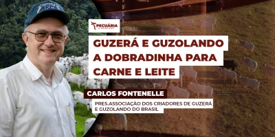 O Guzerá se destaca pela rusticidade e pela dupla aptidão, para corte e leite