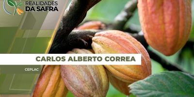 Safra 25 de cacau paraense chega a 141 mil toneladas e gera renda de quase R$6 bi.